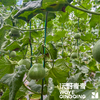 沃野青青自产甜瓜  绿宝石/星甜24/玉菇 | 清香型甜，满屋瓜香，可以带皮吃的甜瓜 商品缩略图7