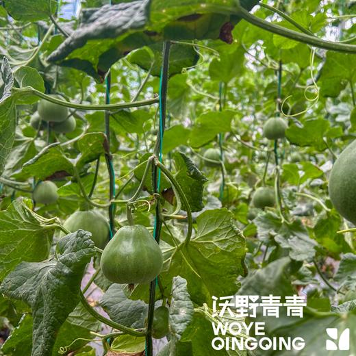 沃野青青自产甜瓜  绿宝石/星甜24/玉菇 | 清香型甜，满屋瓜香，可以带皮吃的甜瓜 商品图7
