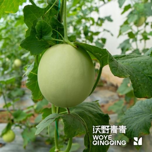 沃野青青自产甜瓜  绿宝石/星甜24/玉菇 | 清香型甜，满屋瓜香，可以带皮吃的甜瓜 商品图11