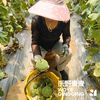 沃野青青自产甜瓜  绿宝石/星甜24/玉菇 | 清香型甜，满屋瓜香，可以带皮吃的甜瓜 商品缩略图9