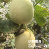 沃野青青自产甜瓜  绿宝石/星甜24/玉菇 | 清香型甜，满屋瓜香，可以带皮吃的甜瓜 商品缩略图4