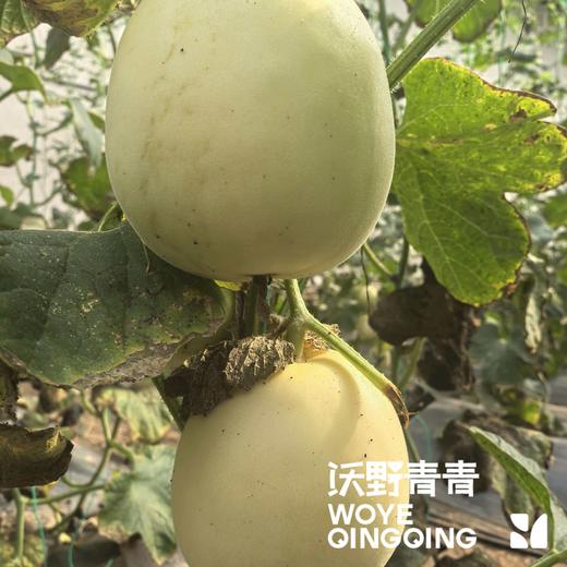 沃野青青自产甜瓜  绿宝石/星甜24/玉菇 | 清香型甜，满屋瓜香，可以带皮吃的甜瓜 商品图4