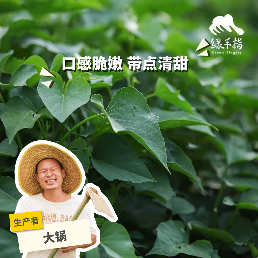 生态红薯苗 | 绿家自产* Eco-Sweet potato seedling | Self-production