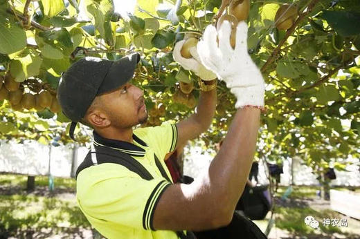 💥新西兰🇳🇿佳沛金果🥝 商品图5