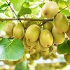 💥新西兰🇳🇿佳沛金果🥝 商品缩略图0