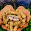 七彩野地花生🥜218g/袋 商品缩略图2