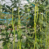 生态豇豆角（安徽）| 合作生产 * Ecological Chinese long bean | Coproduction 商品缩略图1