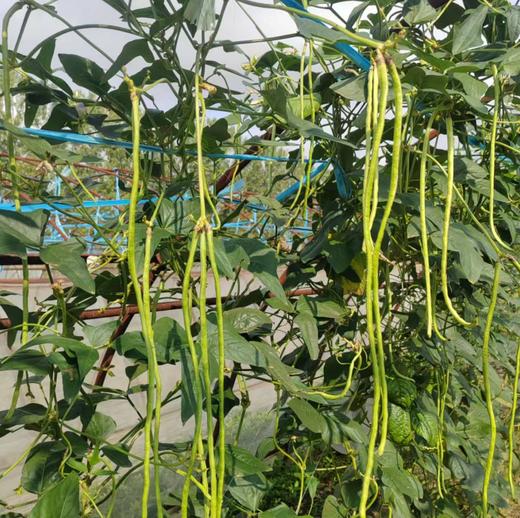生态豇豆角（安徽）| 合作生产 * Ecological Chinese long bean | Coproduction 商品图1