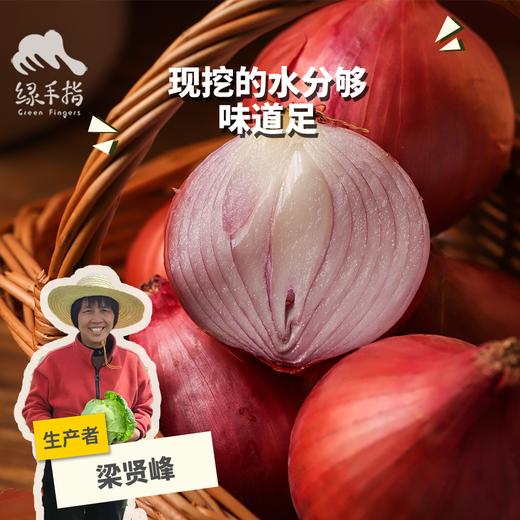 生态河南洋葱 | 合作生产* Eco- onion | Coproduction 商品图0