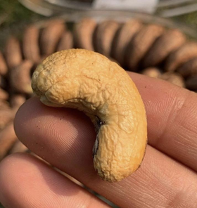 越南进口一级虎皮腰果