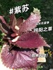 紫苏饮 国民凉茶 商品缩略图4