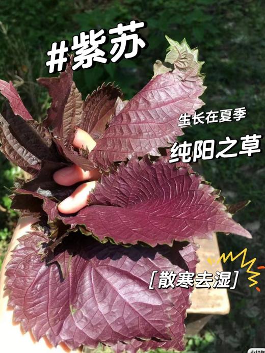 紫苏饮 国民凉茶 商品图4
