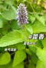 紫苏饮 国民凉茶 商品缩略图6