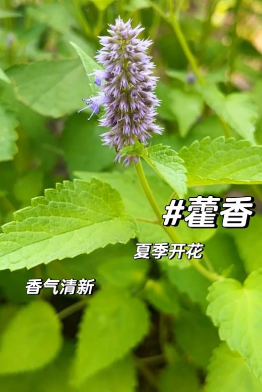 紫苏饮 国民凉茶 商品图6