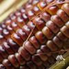 生态红甜糯玉米 | 合作生产*Ecological Red Sweet and Starchy Corn| Partner Production 商品缩略图2