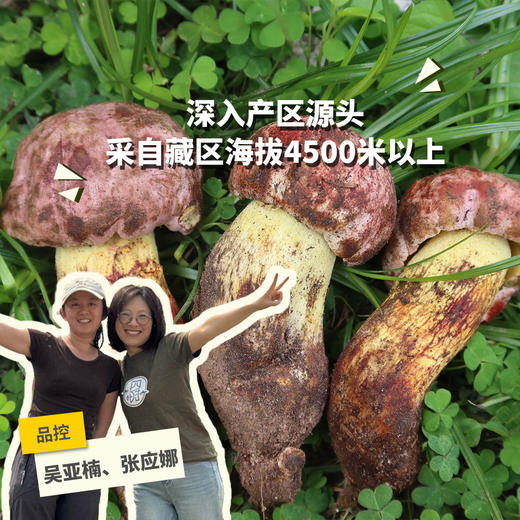 新鲜野生菌(虎掌菌/羊肚菌/白葱牛肝菌/鸡枞菌/谷熟菌)| 合作生产 * Fresh Wild Mushrooms | Partner Production 商品图0