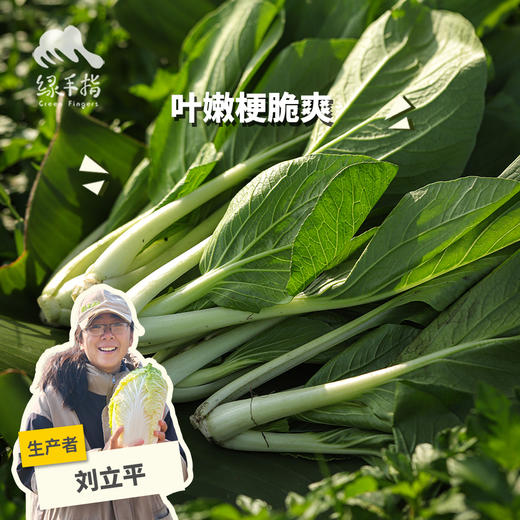 生态小白菜 | 绿家自产* ecological small Chinese cabbage | Self-production 商品图0