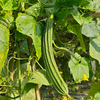 生态丝瓜 | 绿家自产 * Ecological towel gourd | Self-production 商品缩略图1