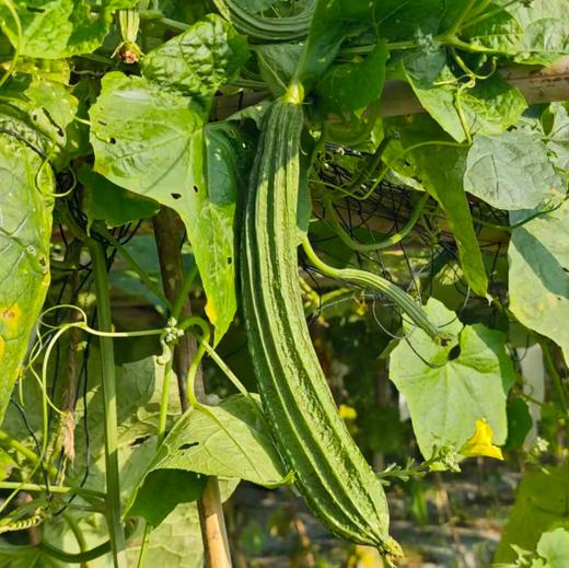 生态丝瓜 | 绿家自产 * Ecological towel gourd | Self-production 商品图1