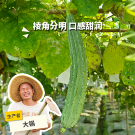 生态丝瓜 | 绿家自产 * Ecological towel gourd | Self-production