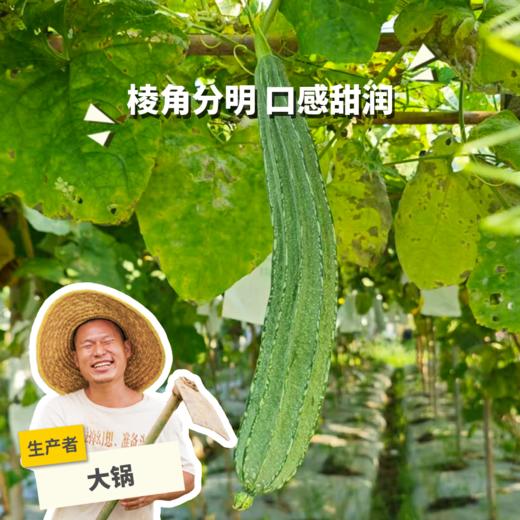 生态丝瓜 | 绿家自产 * Ecological towel gourd | Self-production 商品图0