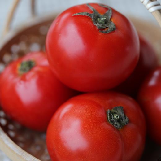 生态西红柿（口感番茄和菜用番茄 | 小规格1斤装） | 绿家自产*Ecological tomato | In-House Production 商品图3