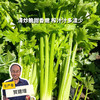 生态山西西芹| 合作生产 * Eco-celery | Partner Production 商品缩略图0