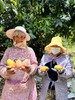 太阳蜜芒5斤特级礼盒装芒果 商品缩略图2