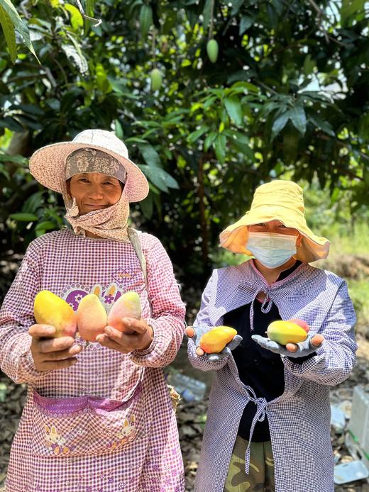 太阳蜜芒5斤特级礼盒装芒果 商品图2