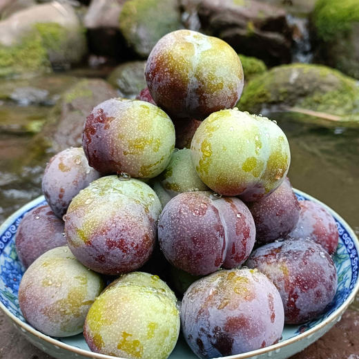 新鲜水果 酸甜可口 五月脆 李子  500g 商品图2