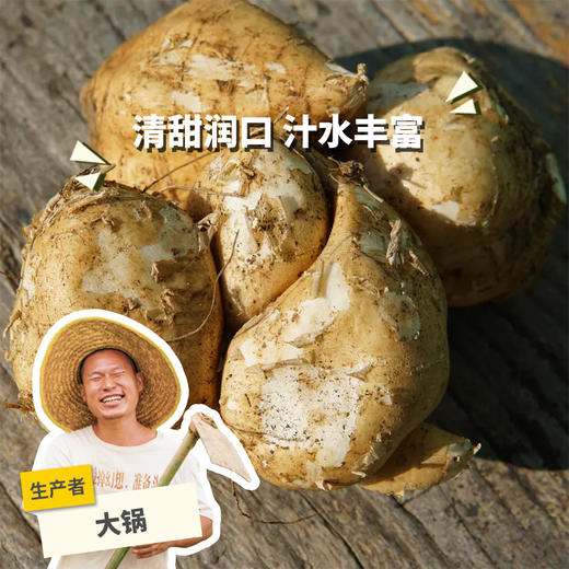 生态沙葛 | 绿家自产*ecological jicama | Self-production 商品图0