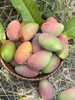 太阳蜜芒5斤特级礼盒装芒果 商品缩略图3