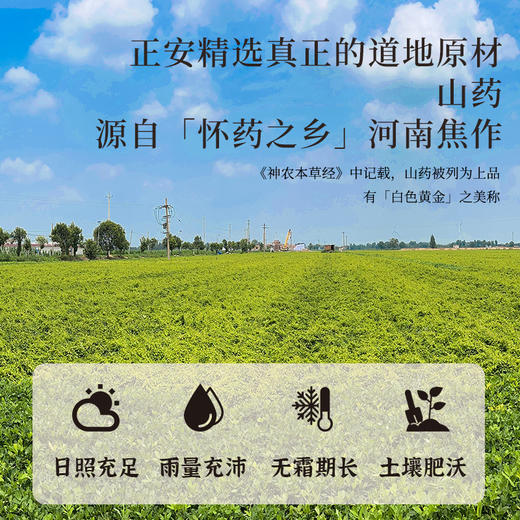 正安 河南焦作山药 霜降后采挖优质原材 肉质饱满纹理清晰颗粒状明显 脾胃虚弱温和养护 上班族茶饮家庭汤料日常食养 250g/罐 商品图5