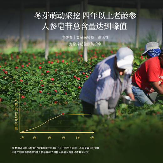正安 加拿大进口西洋参 采挖4年老龄参低温烘干营养足 参味醇正优质原材 气盈清润小干人干驱走干燥内热 泡水煲汤商务长辈礼品 西洋参100g/罐 商品图11