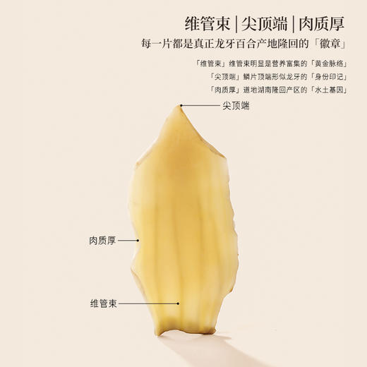正安 湖南隆回龙牙百合 参考中国药典标准牙瓣大肉厚 优质原材 甘平下火降燥温养口感粉糯清甜 滋润秋冬煲汤食材家庭糖水百合地黄汤 特大片百合150g/罐 商品图4
