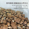 正安 云南普洱茯苓 赶跑湿气 煲汤煮茶 家庭汤料常备 夏季采挖优质原材 颗粒饱满均匀切丁 原味清香口感软糯 300g/罐 商品缩略图8