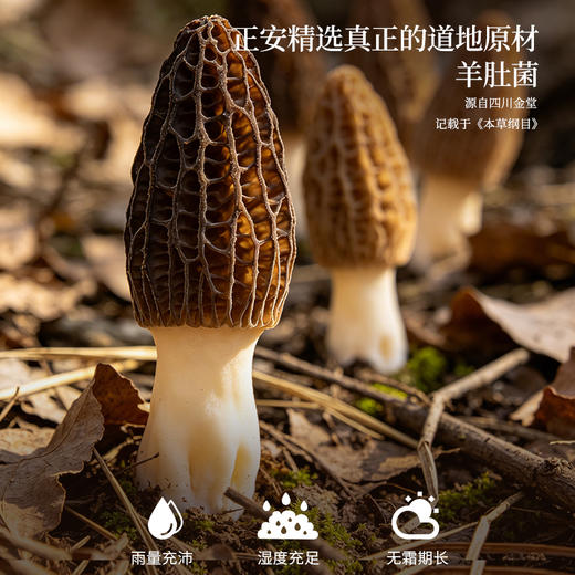 正安 四川羊肚菌 头茬鲜货手工剪柄 乌黑油亮凹坑深纹 肉厚紧实 补充营养缓解疲劳 家庭煲汤好料 40g/罐 商品图4