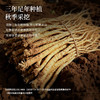 正安 甘肃岷县党参 三年秋季采挖优质原材 自然晾晒手选鲜切拒绝熏硫 倦怠血气口渴疲惫体弱月经 家庭汤料女性茶饮办公室 党参段250g/罐 商品缩略图8