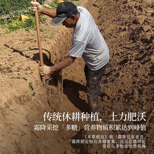 正安 河南焦作山药 霜降后采挖优质原材 肉质饱满纹理清晰颗粒状明显 脾胃虚弱温和养护 上班族茶饮家庭汤料日常食养 250g/罐 商品图7