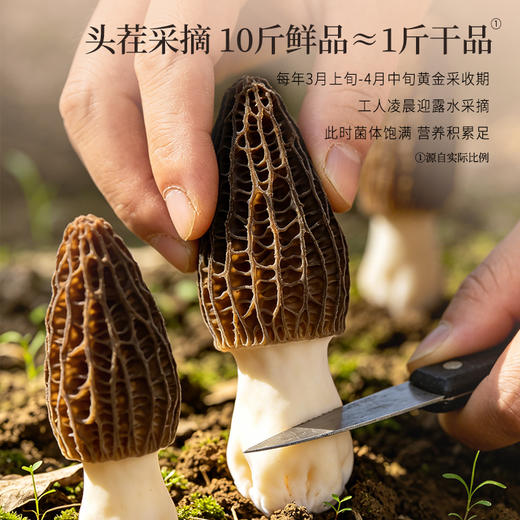正安 四川羊肚菌 头茬鲜货手工剪柄 乌黑油亮凹坑深纹 肉厚紧实 补充营养缓解疲劳 家庭煲汤好料 40g/罐 商品图8