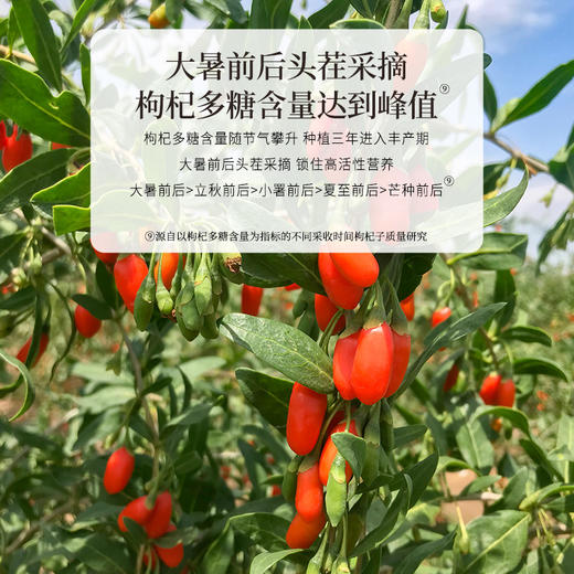 正安 宁夏枸杞 头茬大果自然干燥优质原材 眼睛目明味甘性平精力补充拒绝疲乏 泡水煲汤办公室茶饮家庭食材 枸杞250g/罐 商品图7