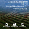 正安 河源五指毛桃 邓铁涛指导基地4年生种植 手选鲜切圆片奶香清优质原材 脾胃肺咽喉湿气湿热 上班族茶饮家庭汤料 五指毛桃180g/瓶 商品缩略图6