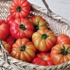 【限时9折】生态马蹄番茄（老品种西红柿） | 合作生产*Ecological beefsteak tomato| Partner Production 商品缩略图5