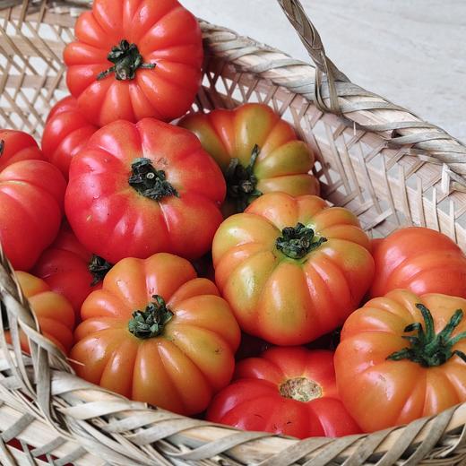 【限时9折】生态马蹄番茄（老品种西红柿） | 合作生产*Ecological beefsteak tomato| Partner Production 商品图5