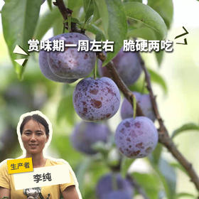 生态凤凰李| 合作生产*Eco- plum | Coproduction