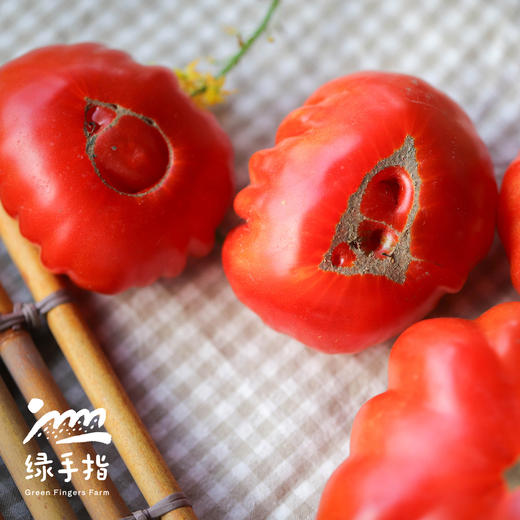 【限时9折】生态马蹄番茄（老品种西红柿） | 合作生产*Ecological beefsteak tomato| Partner Production 商品图6