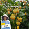 生态黄皮 | 绿家自产 *Eco-wampe | In-House Production 商品缩略图0