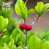 生态神秘果 | 绿家自产 *Eco-Miracle Fruit | In-House Production 商品缩略图2