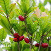 生态神秘果 | 绿家自产 *Eco-Miracle Fruit | In-House Production 商品缩略图1