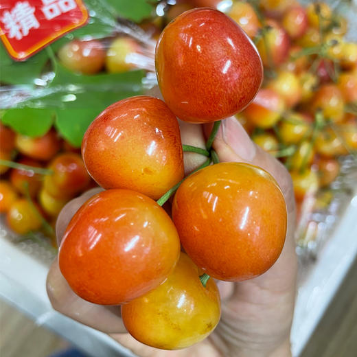 国产黄金车厘子 500g/份（口感嘎嘎脆甜，咬开爆汁，黄金酸甜比） 商品图1